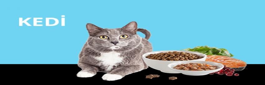 Kedi Kıyafetleri